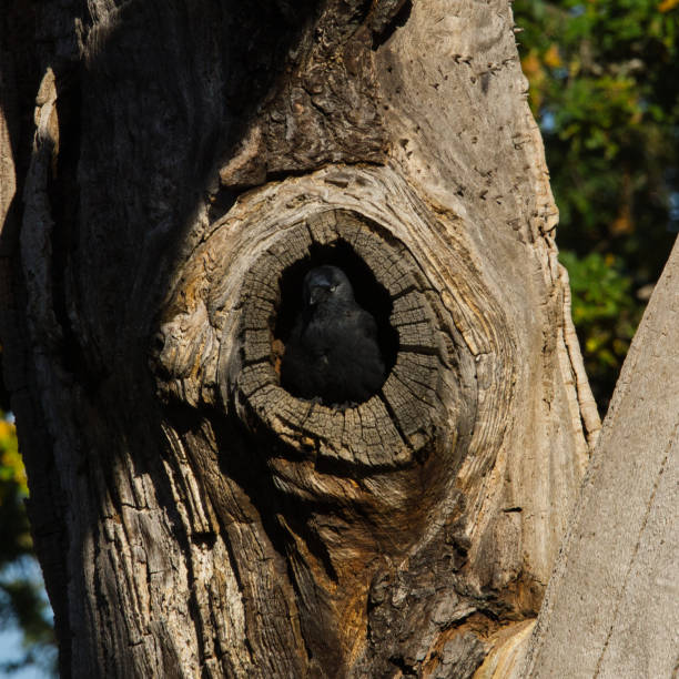 istock Jackdaw bird in a nest hollow oak tree 1452731638