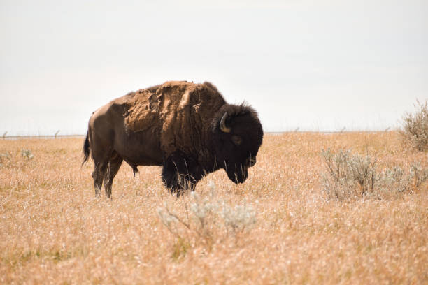 parco nazionale theodore roosevelt - american bison north dakota theodore roosevelt national park badlands foto e immagini stock