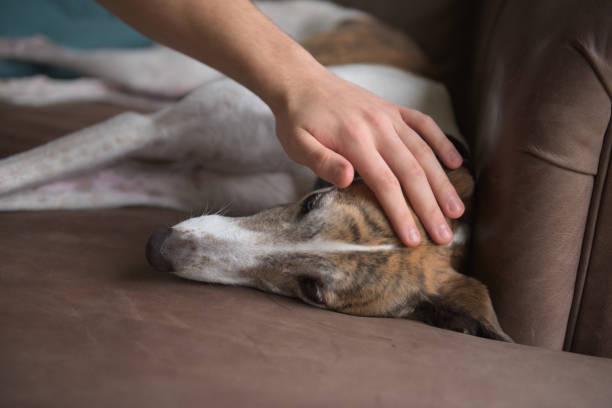 istock Owner strokes and pets white brindle greyhound as she relaxes indoors 1452731715