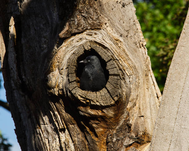 uccello della taccola in una quercia cava del nido - crows nest foto e immagini stock