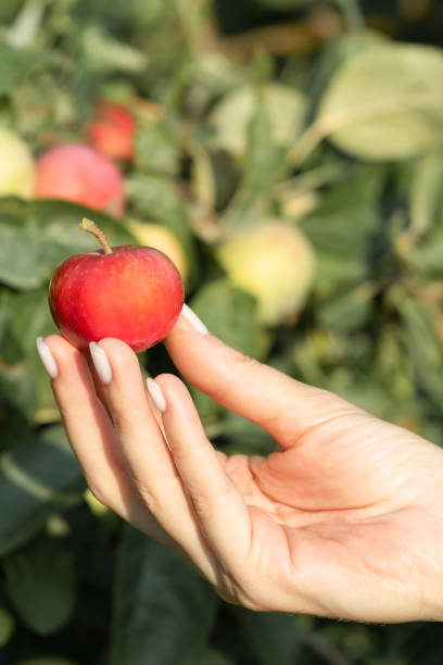 istock female hand holding a red apple in nature 1452734632