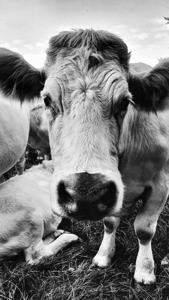 istock Monochrome closeup of a cattle, a vertical shot 1452735069