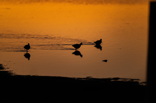 Three shorebirds  in Corpus Christi at dawn