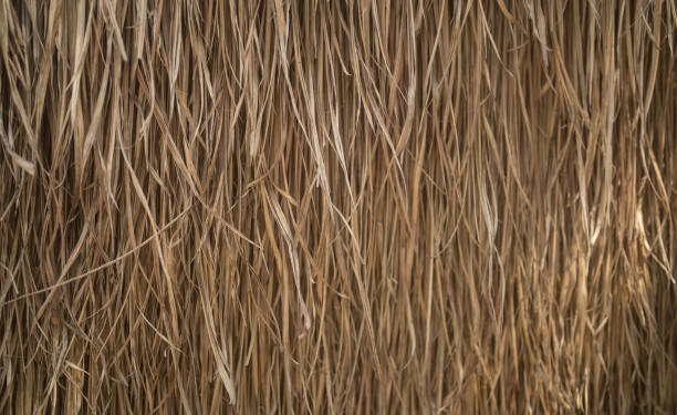 istock Close up of hay straw dry grass surface in rural countryside. Nature pattern texture background. 1452736185