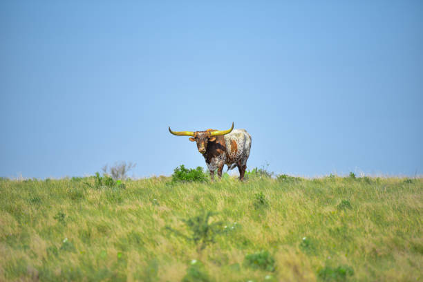 longhorn dans son domaine - texas longhorn cattle photos et images de collection