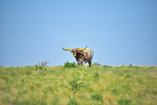 A longhorn stands alone in a field