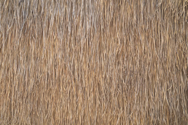 istock Close up of hay straw dry grass surface in rural countryside. Nature pattern texture background. 1452736246