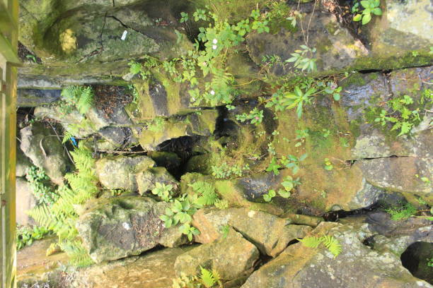 istock Cave at Iguazu Argentina 1452736383