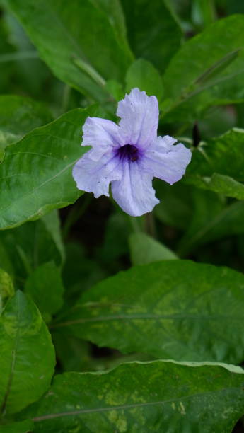 istock Ruellia humilis 1452736528