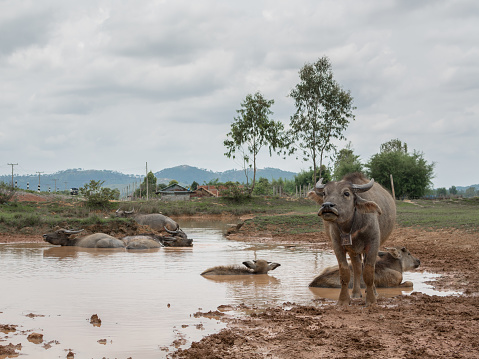 Rural Laos, cows inside mud