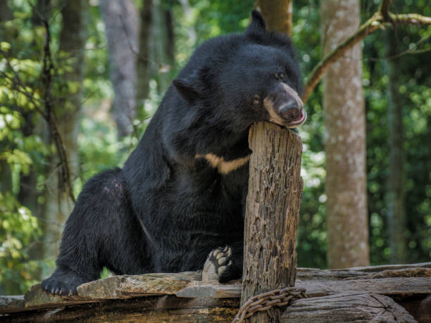 istock Asian black bear at Laos waterfalls 1452738283