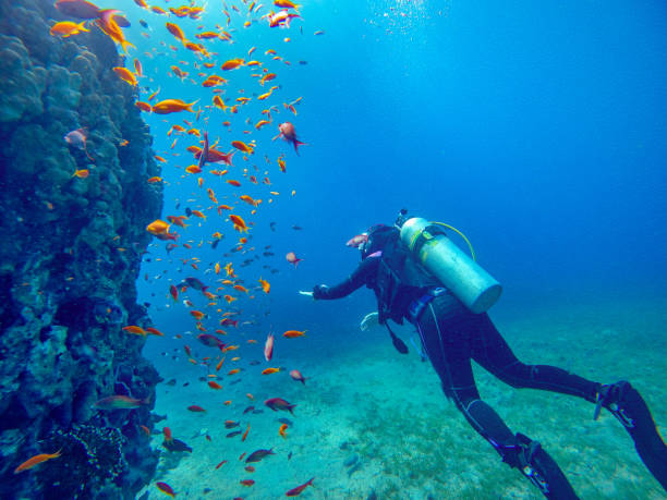 plongeur sur un récif à aqaba - plongée sous marine photos et images de collection