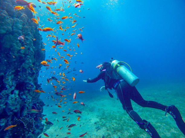 mergulhador em um recife em aqaba - underwater diving scuba diving underwater reef - fotografias e filmes do acervo