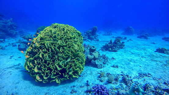 Soft coral on a reef in the gulf of Aqaba in Jordan