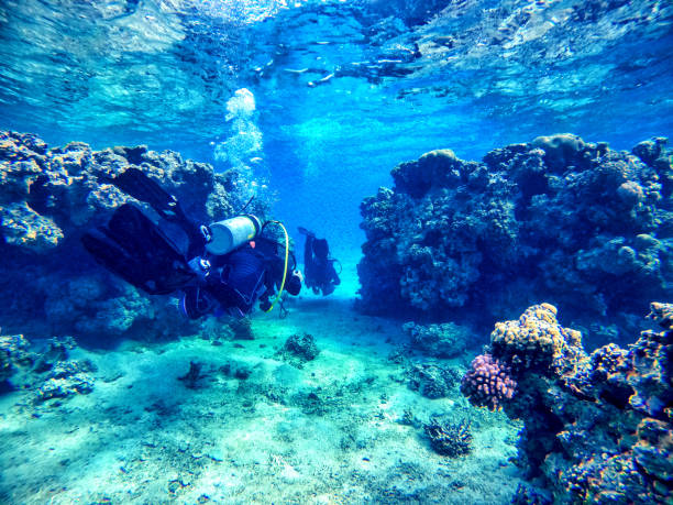 istock Diver on a reef in Aqaba 1452738815