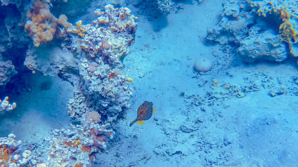 Tropical fish on a reef in the gulf of Aqaba in Jordan