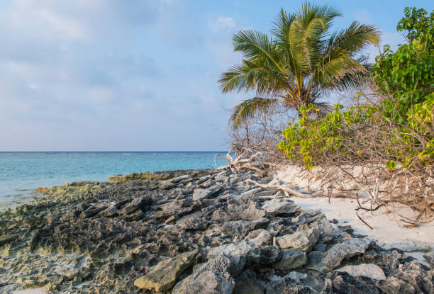 Remote tropical island paradise rocky shoreline with shallow lagoon in ocean and thick vegetation of coconut palm trees cocos nucifera