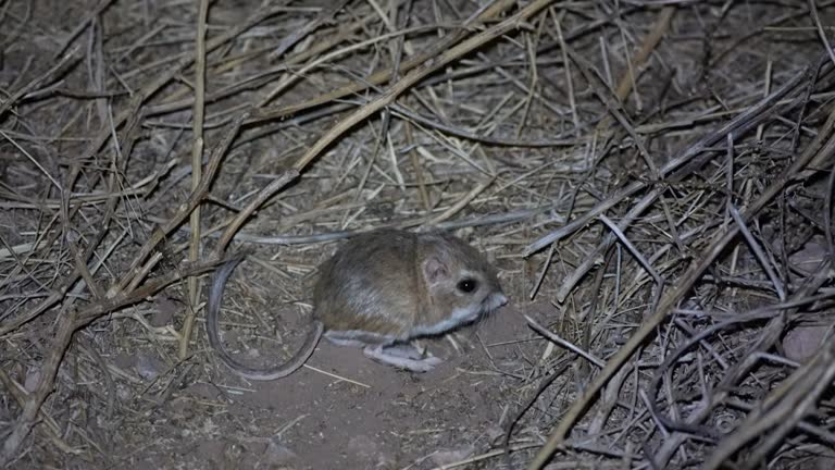 Kangaroo Rat