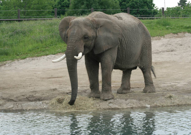 istock African Elephant with White Tusks feeding by the water 1452741710