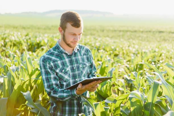 istock Happy young farmer or agronomist using tablet in corn field. Irrigation system in the background. Organic farming and food production 1452743554