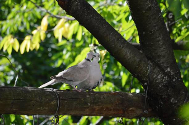 istock two gray pigeons in love 1452743556