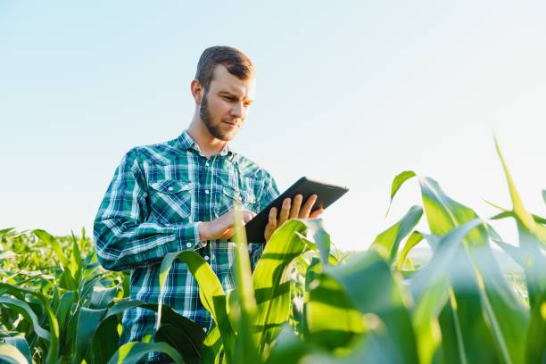 istock Farmer inspecting corn field summer sunny day 1452743633