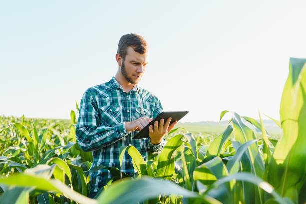 istock Happy young farmer or agronomist using tablet in corn field. Irrigation system in the background. Organic farming and food production 1452743634