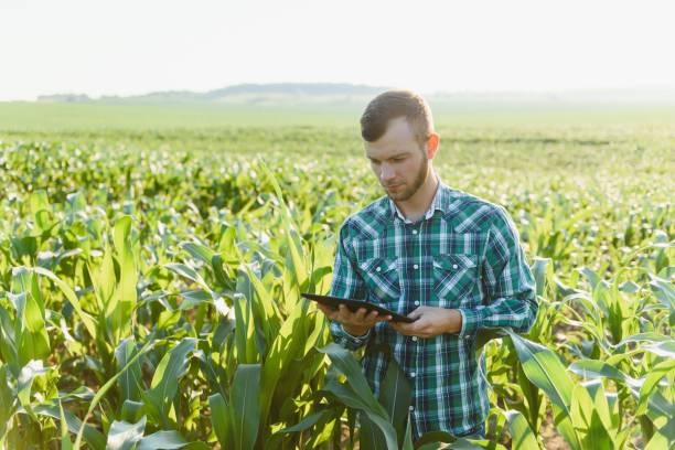 istock Happy young farmer or agronomist using tablet in corn field. Irrigation system in the background. Organic farming and food production 1452743688