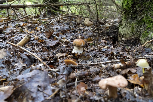 A selective focus of a boletus in a forest surrounded with dry leaves and branches