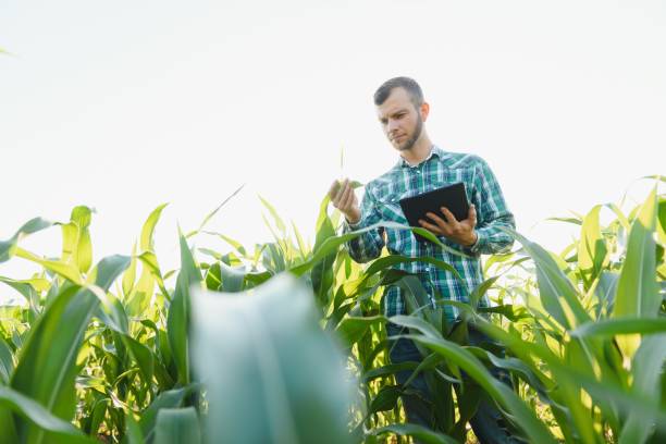 istock Happy young farmer or agronomist using tablet in corn field. Irrigation system in the background. Organic farming and food production 1452743943