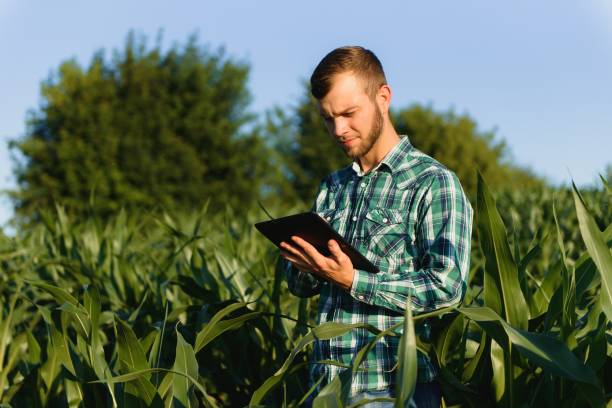 istock Farmer inspecting corn field summer sunny day 1452743966