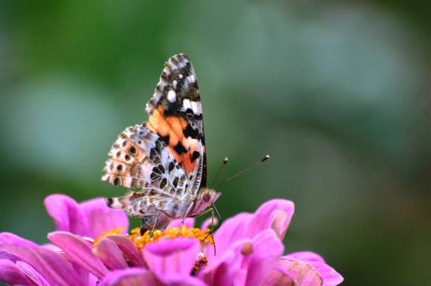 istock colorful butterfly on a flower 1452744072
