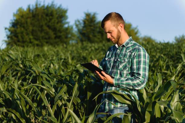 istock Farmer inspecting corn field summer sunny day 1452744087