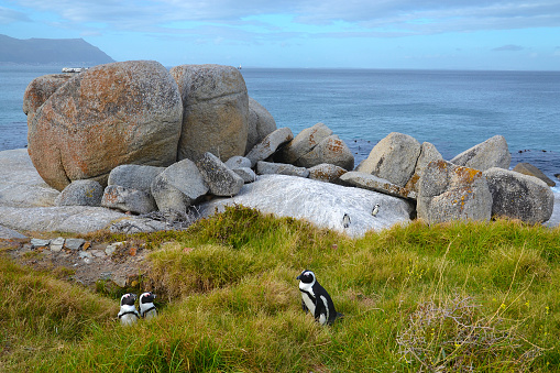 African penguin among boulders in grass on ocean coast. African penguin (Spheniskus demersus), also known as spectacled penguin and black penguin. Two penguins are watching the third passing penguin. Near Cape Town, South Africa.