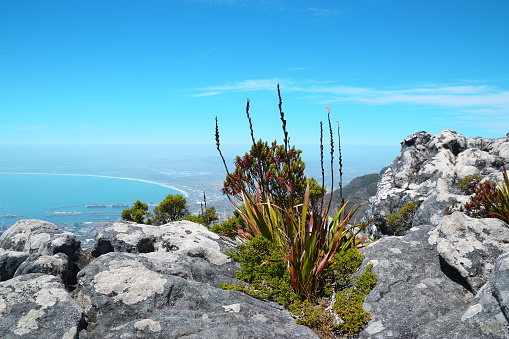 View from Table Mountain National Park to Cape Town and the flower Watsonia tabularis, a bud of red-pink flower growing on a rock, South Africa.