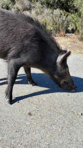 istock Wild pig found acorn on the road 1452747936