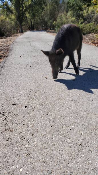 istock Lost young wild pig on road 1452747999