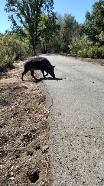 istock Wild pig came out from bush 1452748046