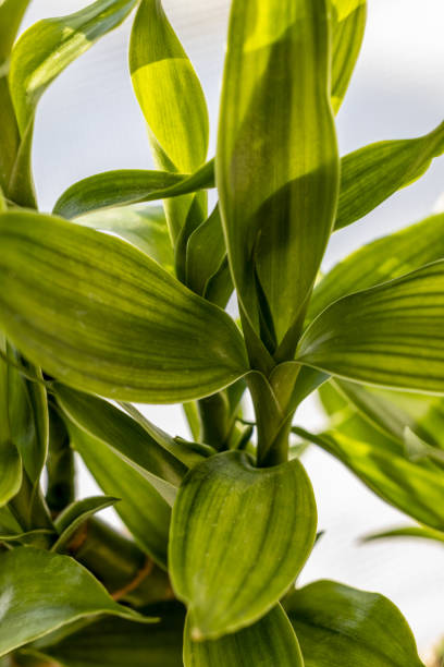 istock Close up of lucky bamboo leaves 1452748095