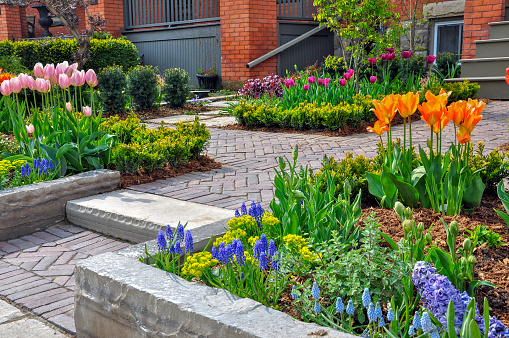 This beautiful urban front yard garden features a large veranda, brick paver walkway, retaining wall with plantings of bulbs, shrubs and perennials for colour, texture and winter interest.