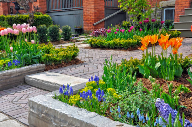 piękny wiosenny ogród z kolorowymi tulipanami i muscari. - paving stone obrazy zdjęcia i obrazy z banku zdjęć