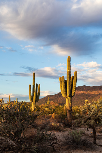 Scenic landscape with Saguaro Cactus in the Sonoran desert near Mesa, Arizona.