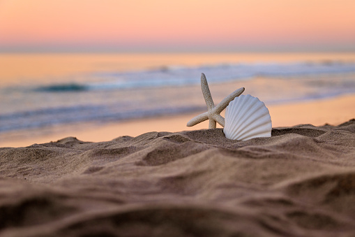 This is a photo of starfish and seashells at the beach