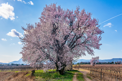 pink almond flowers on a sunny day
