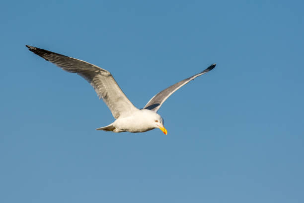 istock Seagull flying against summer sky 1452751708