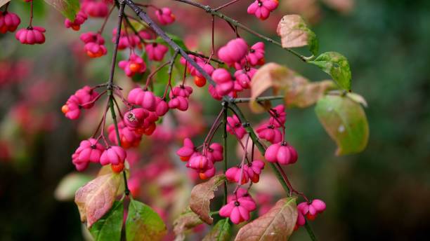 istock Selective focus shot of pink fruit and green leaves on a spindle tree 1452751810