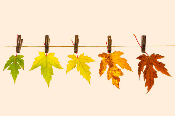 Autumn colored leaves on a string as symbol of time passing by