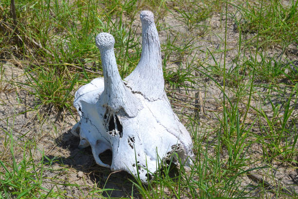 The reindeers on Disko Island in a popular hunting object and the heads and antlers are often put outside for drying, his photograph is from Qeqertarsuaq also known as Godhavn in Greenland