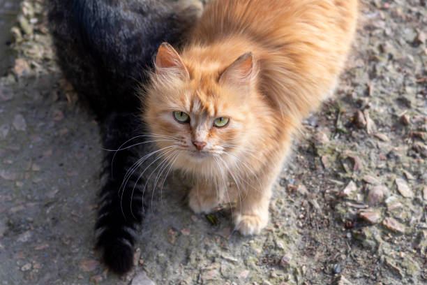 istock Beautiful young red female cat. High Angle View. 1452753613