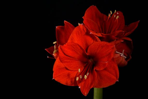 istock Beautiful background with red amaryllis; Amaryllis Belladonna 1452753707